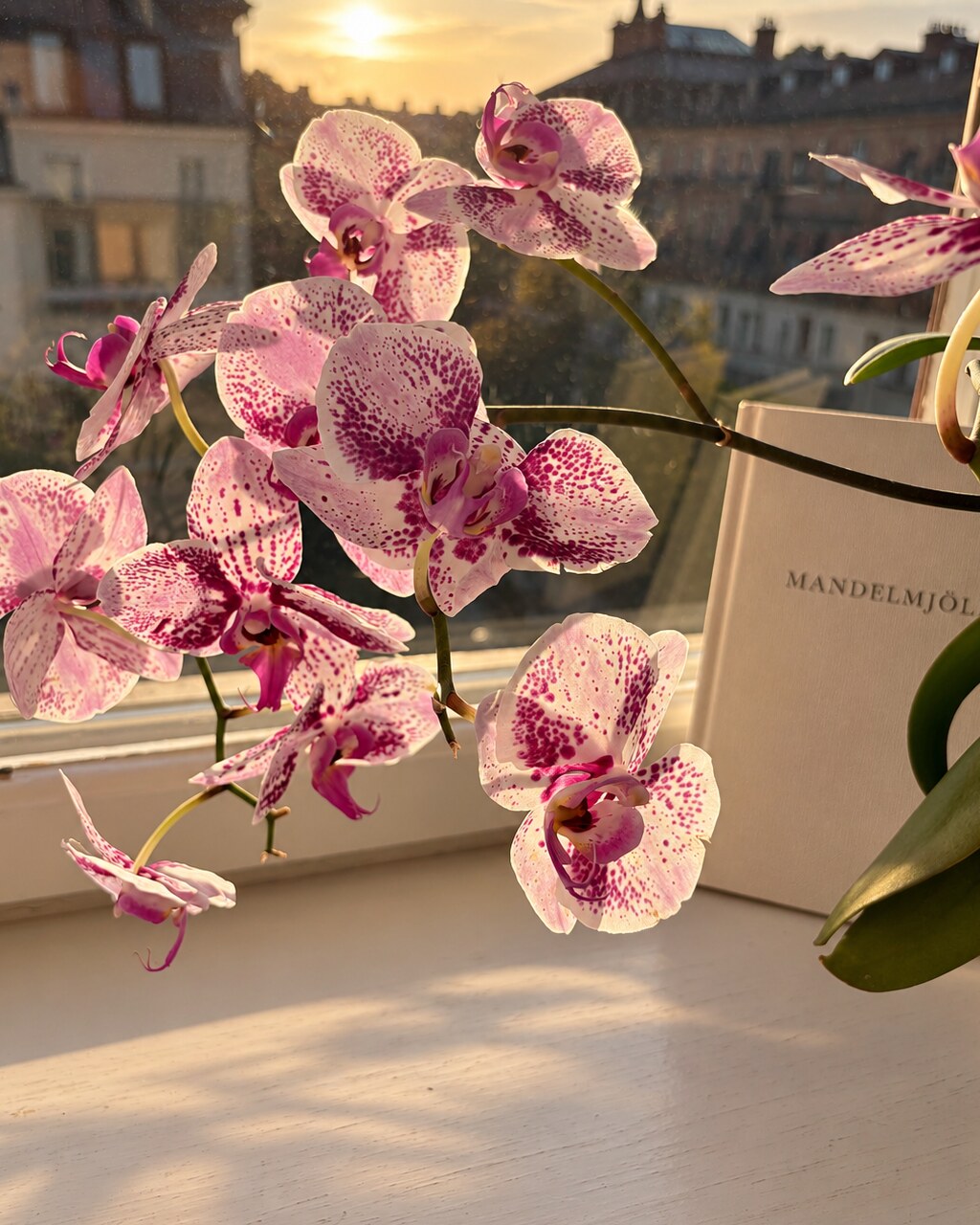 Mandelmjölk anteckningsbok och rosa orkidéer i varmt kvällsljus